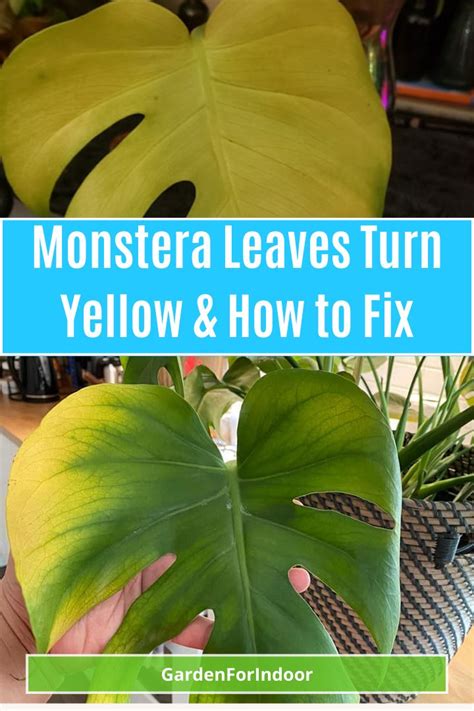 Monstera Leaves Turning Yellow: 5 Fixes that Work